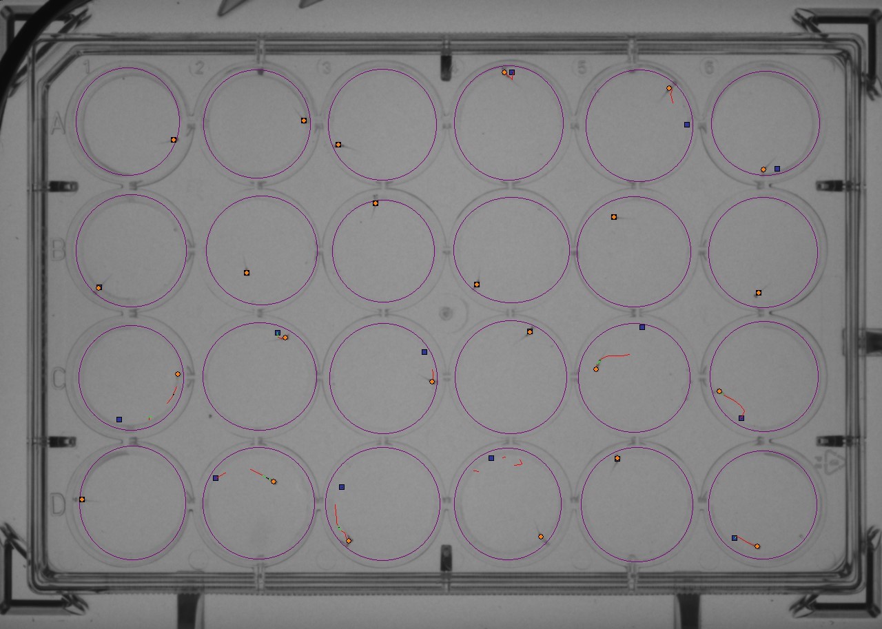 20220828-143646 8 28 22 startle RH 1436_ZEB8196-1_Path_Session_1_Time_1202.04_SOUND (2)