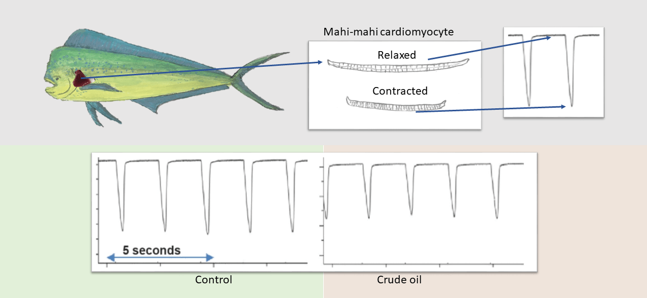 cell-est-abstract-art-april-1-2019-rachael-heuer